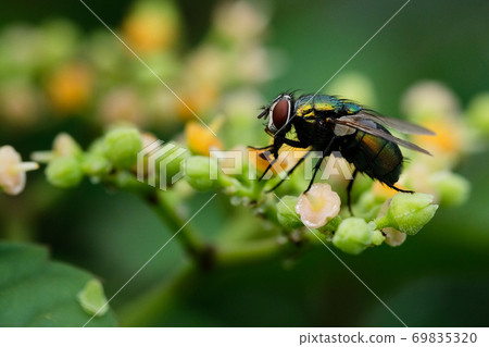 fruit fly sucking nectar from a flower 69835320