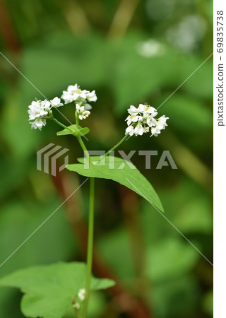 小而美麗的蕎麥花 小而美麗的蕎麥花 69835738