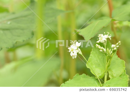 小而美麗的蕎麥花 小而美麗的蕎麥花 69835742