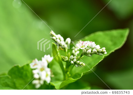 小而美麗的蕎麥花 小而美麗的蕎麥花 69835743