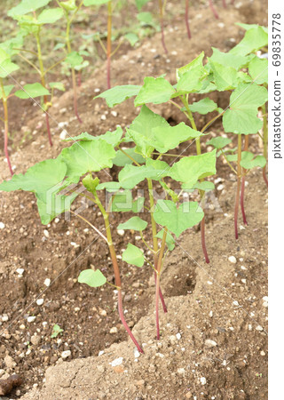 Growing buckwheat sprouts Growing buckwheat sprouts 69835778
