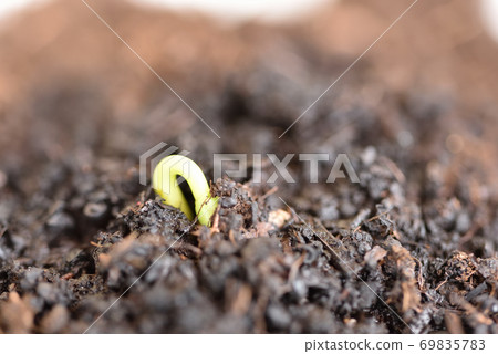 Soba germination Soba germination 69835783