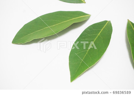 Laurel leaf up 69836589