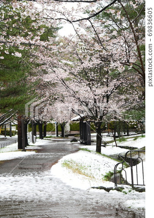 櫻花雪景 69836605