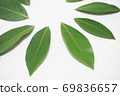 Raw undried bay leaves arranged in a circle 69836657