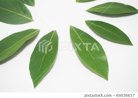 Raw undried bay leaves arranged in a circle 69836657