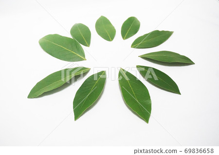 Raw undried bay leaves arranged in a circle 69836658