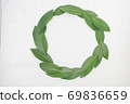 Raw undried bay leaves arranged in a circle 2 69836659