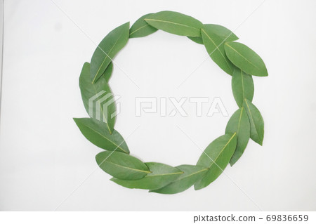 Raw undried bay leaves arranged in a circle 2 69836659