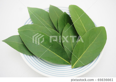 Raw laurel leaf up and Hasami ware tableware before drying 69836661