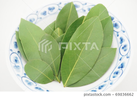 Up of raw bay laurel leaves lined up in Japanese dishes 69836662