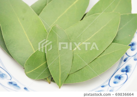 Up 3 of raw bay laurel leaves lined up in Japanese dishes 69836664