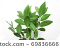 Raw laurel leaves and branches before drying 69836666
