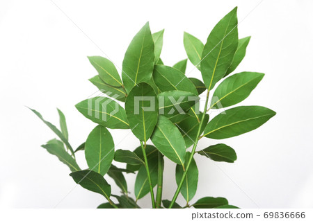 Raw laurel leaves and branches before drying 69836666