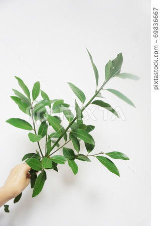 Female hands with raw bay laurel leaves and branches before drying 69836667