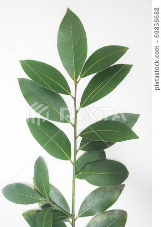 Raw laurel leaves and branches before drying 69836688