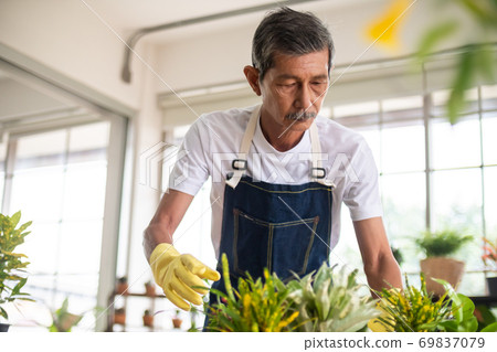 Happy senior gardener man taking care of his plants in greenhouse. 69837079