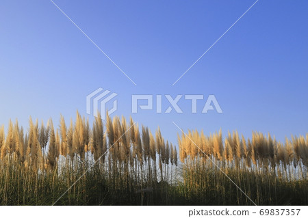 Hitachi Seaside Park Sunlit Pampas Grass Hitachi Seaside Park Sunlit Pampas Grass 69837357
