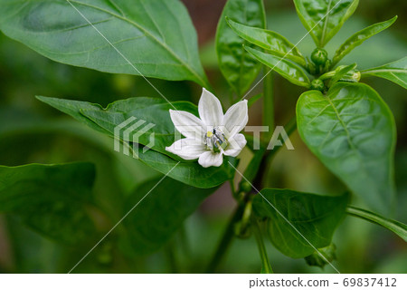 豌豆花3 69837412
