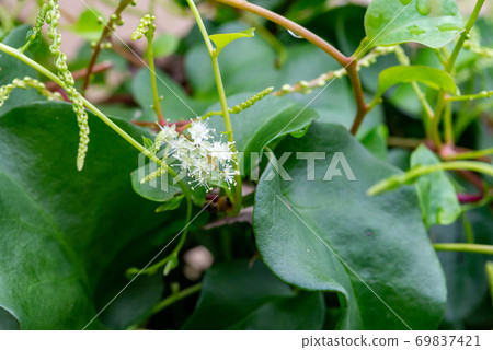 Yunnan Hyakuyaku 2 Yunnan Hyakuyaku 2 69837421