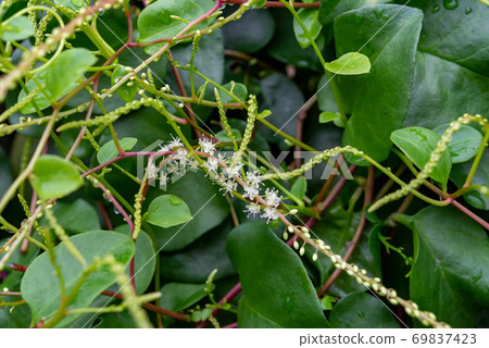 Yunnan Hyakuyaku 4 Yunnan Hyakuyaku 4 69837423