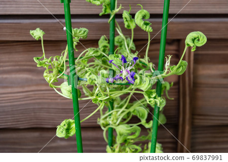 Change morning glory 504 69837991