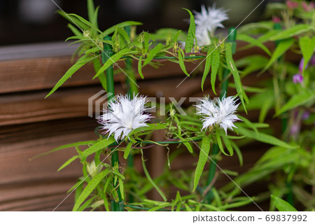 Change morning glory 505 69837992