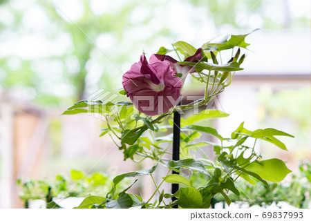 Change morning glory 506 69837993