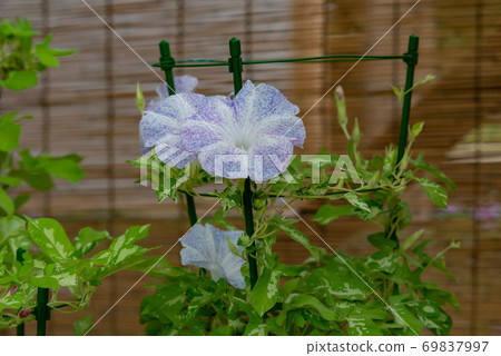 Change morning glory 510 69837997