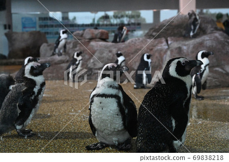 Humboldt penguins, a popular aquarium Humboldt penguins, a popular aquarium 69838218