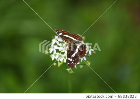 Summer type of Sakahachicho (♀) 69838828