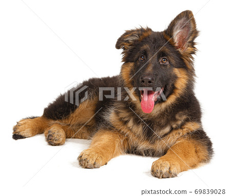 German shepherd puppy isolated on white background 69839028