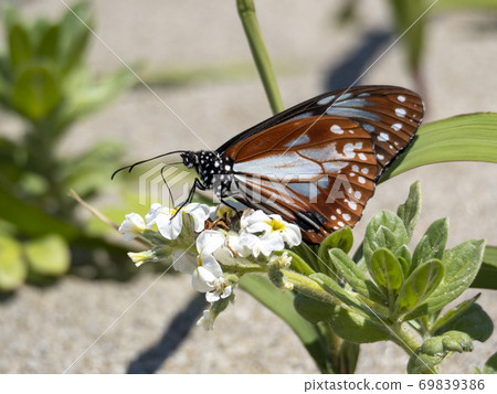 Chestnut tiger sucking nectar from the beach plant Heliotropium japonicum 69839386