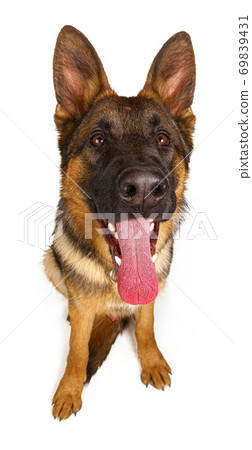 Cute German shepherd looking up isolated on white background 69839431