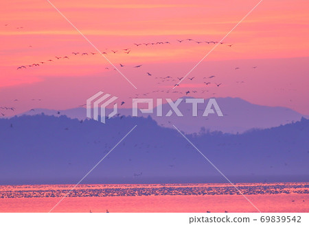 Morning flight of Izunuma 69839542