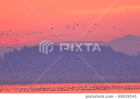 Morning flight of Izunuma 69839543