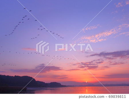 Morning flight of Izunuma Morning flight of Izunuma 69839811