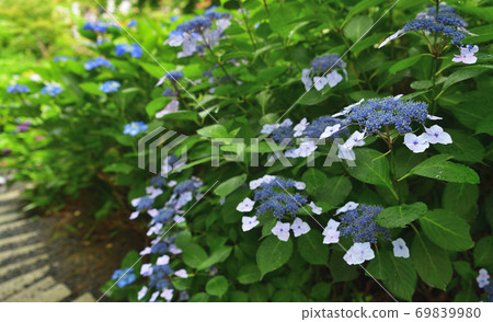 繡球 繡球 69839980