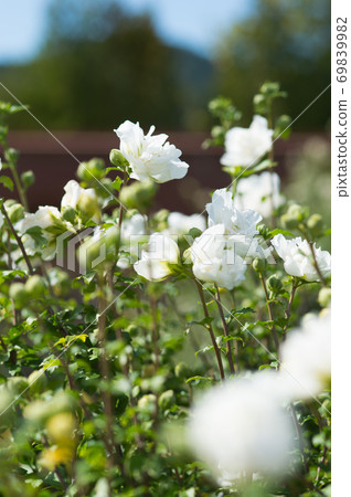 玫瑰沙龍 69839982