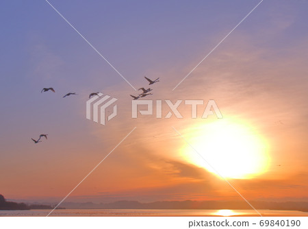 Morning flight of Izunuma Morning flight of Izunuma 69840190