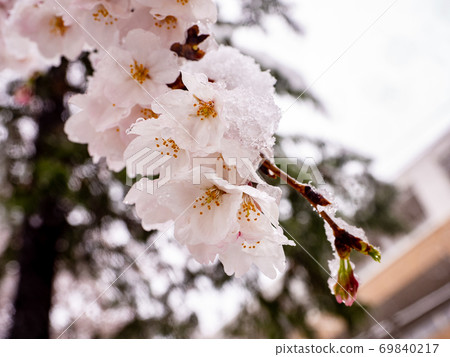 Snow and cherry blossoms 69840217