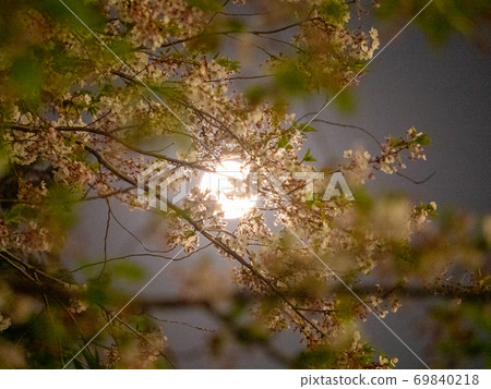 Cherry blossoms at night 69840218