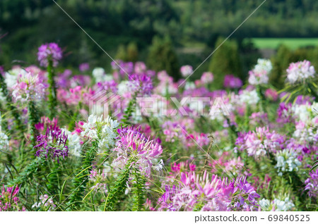 Hortus ossium 69840525