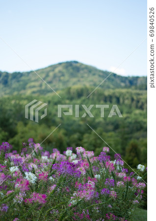 Hortus ossium 69840526