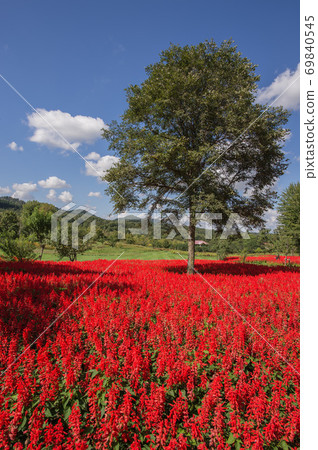 丹參組 丹參組 69840545