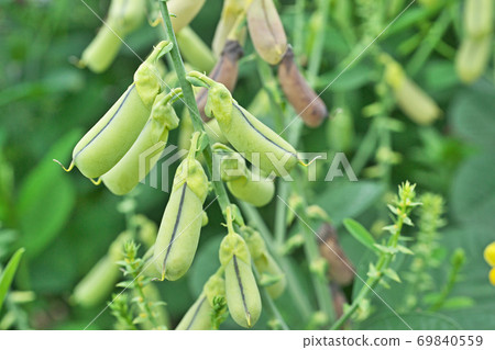 Saya of Koganeta Nukimame Saya of Koganeta Nukimame 69840559