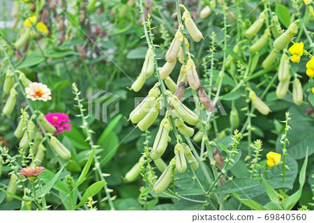 Saya of Koganeta Nukimame 69840560