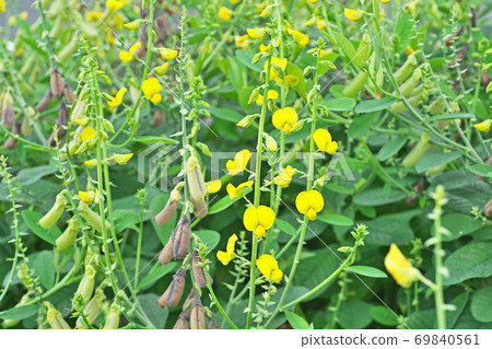 Kokane Tanukimi Flower Kokane Tanukimi Flower 69840561