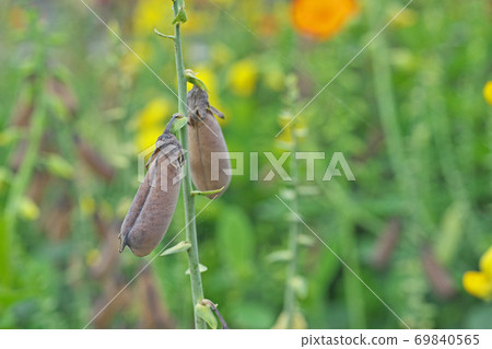 Saya of Koganeta Nukimame Saya of Koganeta Nukimame 69840565