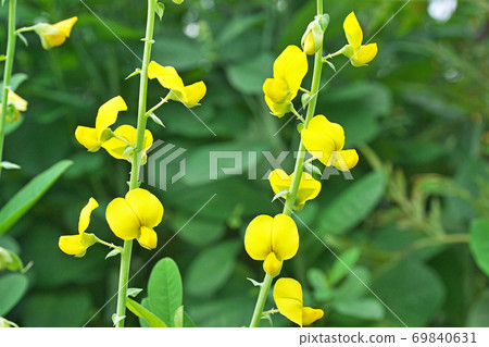 Kokane Tanukimi Flower 69840631